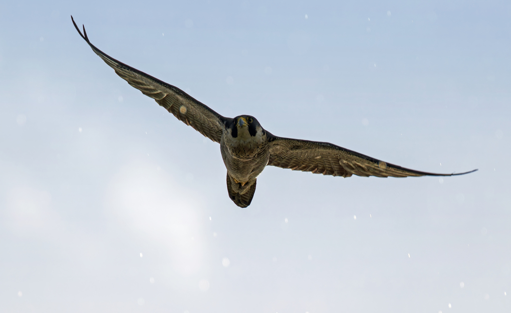 雨の中を飛翔する隼