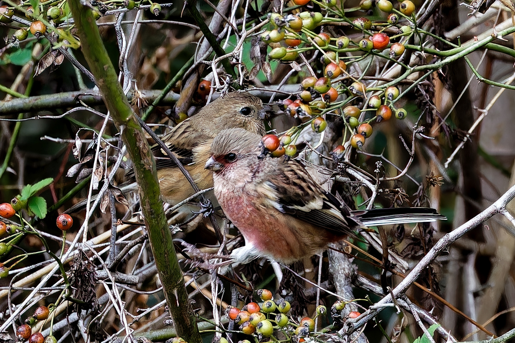 ベニマシコペアー②