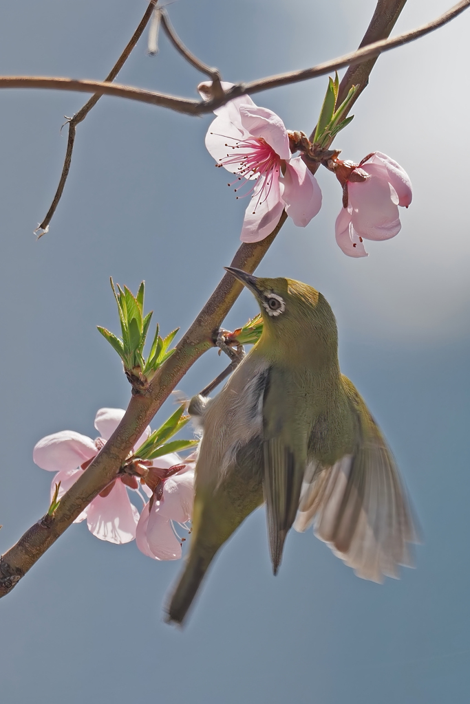 蜜を吸いに来るメジロ