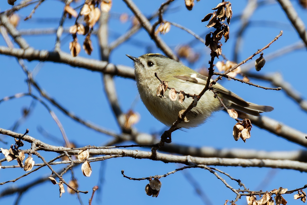 アキニレに来たキクイタダキ