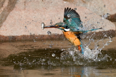 カワセミの魚捕り③