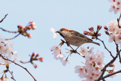 花ラッパ①