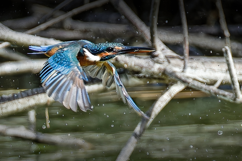 極小魚咥えて飛行中