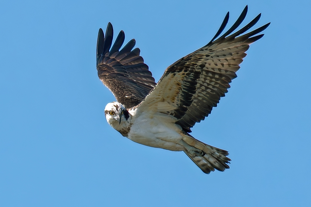獲物を探すミサゴ