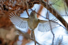 餌に飛び着く菊ちゃん