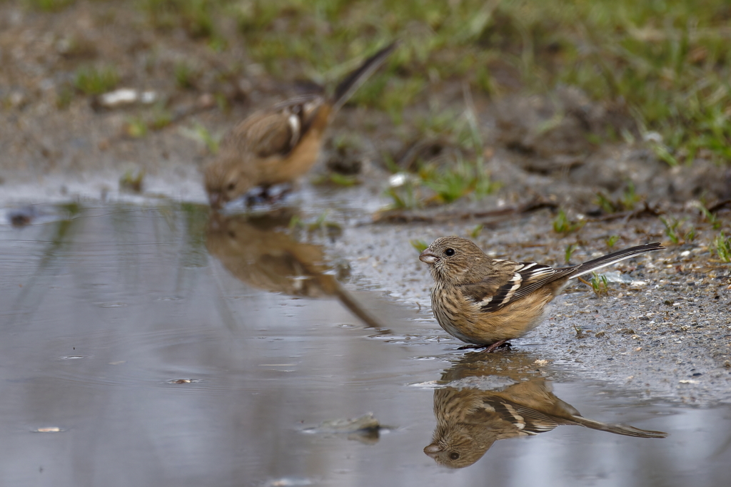 水を飲むベニマシコ♀