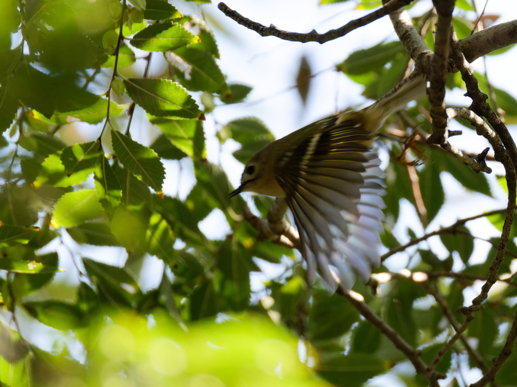 キクイタダキの飛び出し