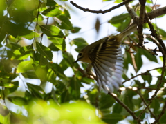 キクイタダキの飛び出し
