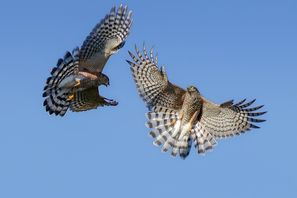 普通ハイタカvs赤色系のバトル