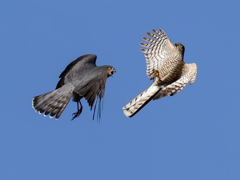 ハイタカバトル④