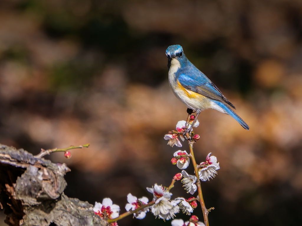 白梅にルリビタキ