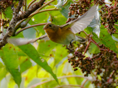 ムギマキ♀の飛び出し
