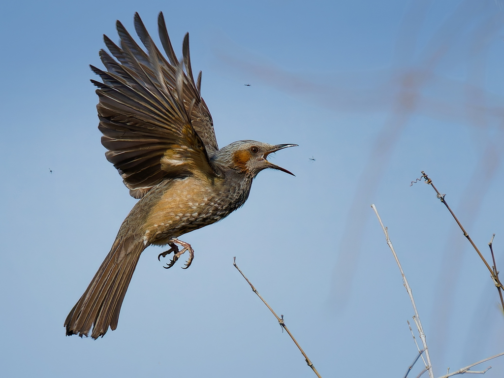 ヒヨドリのユスリカ捕り②