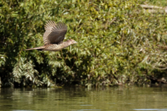 雉の飛翔