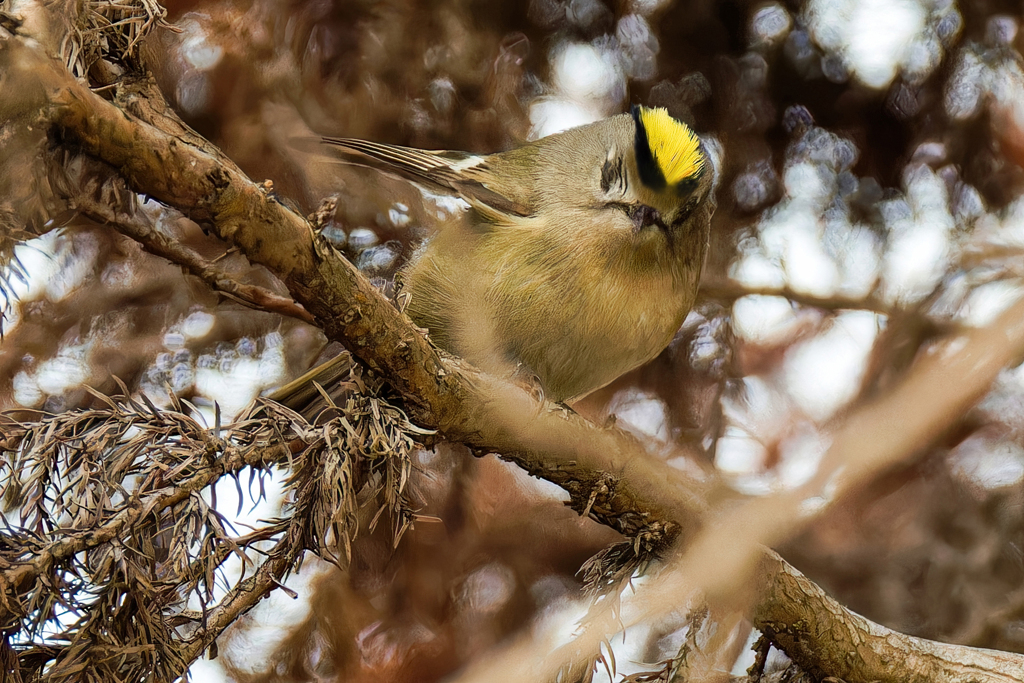 ドイツトウヒにキクイタダキ➉