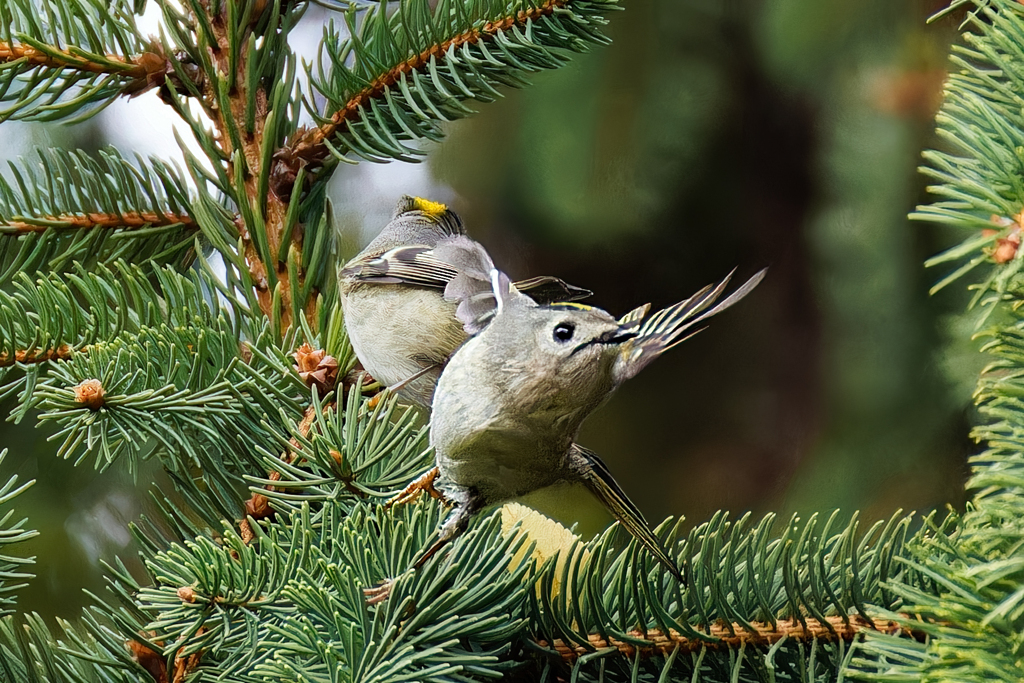 前向きの菊が見たかった！