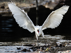 威嚇中のコサギ