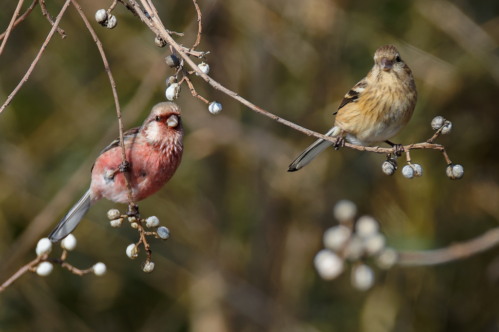 ナンキンハゼの実にベニマシコペアー