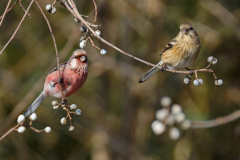 ナンキンハゼの実にベニマシコペアー