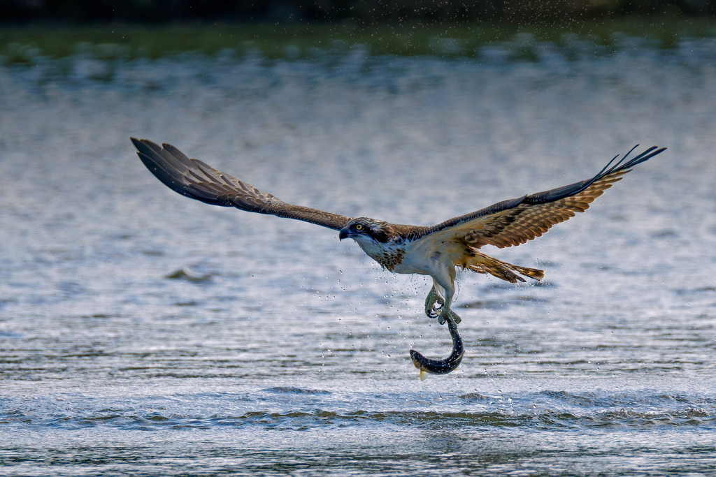大きな鮎をお持ち帰り⑤
