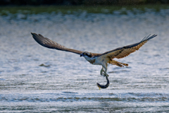 大きな鮎をお持ち帰り⑤