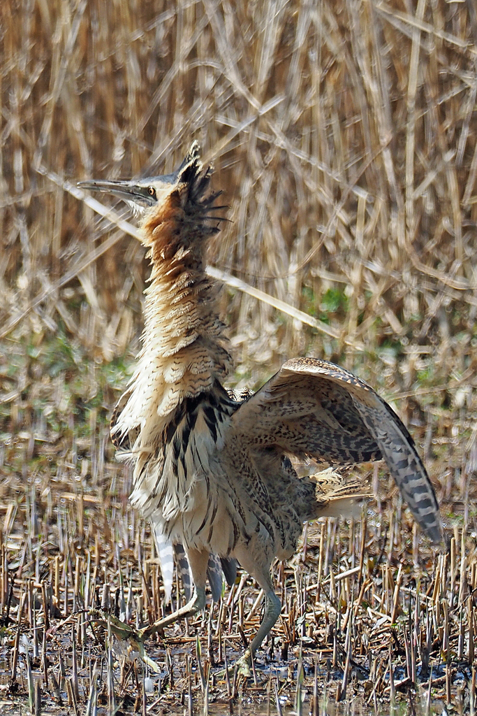 怪鳥サンカノゴイの威嚇ポーズ