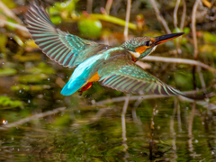 餌捕りに失敗②