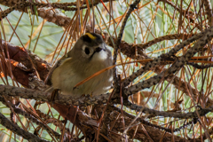 キクイタダキ①