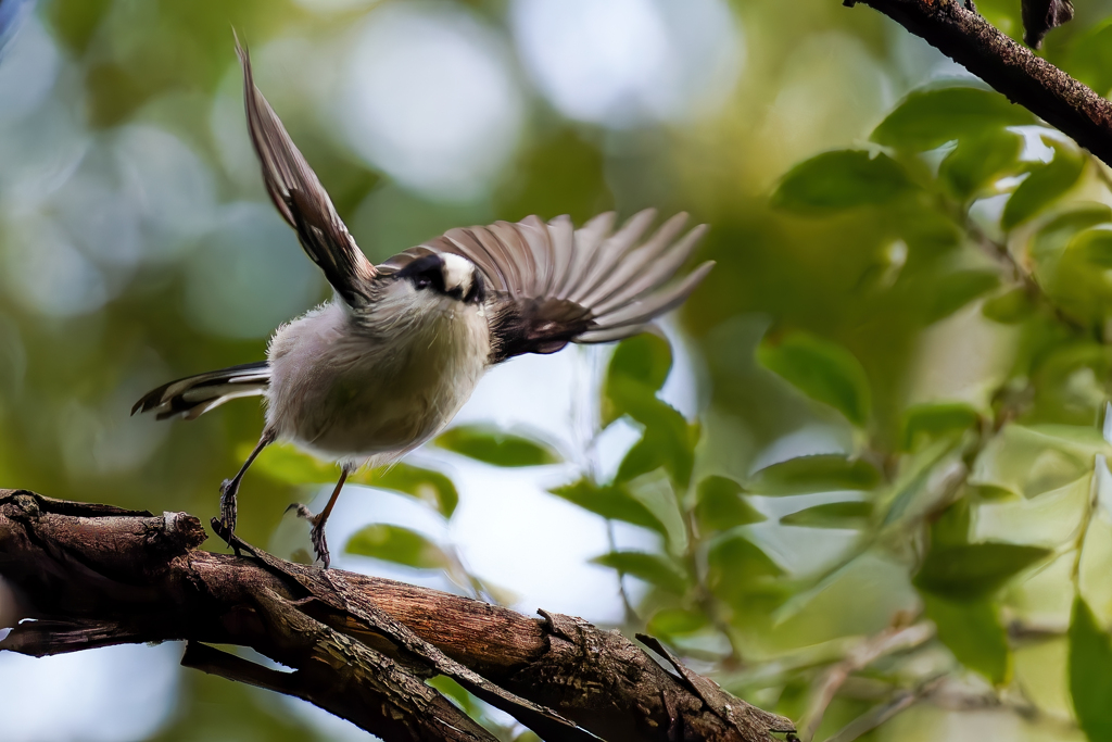 エナガの飛び出し