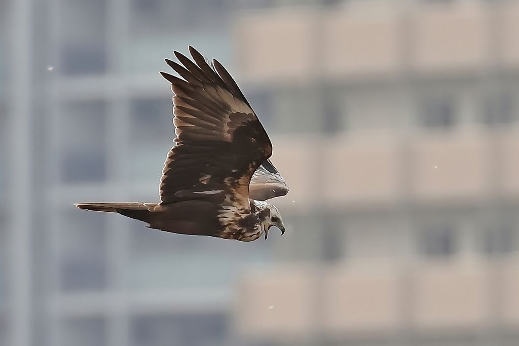 口を開けて飛ぶチュウヒ