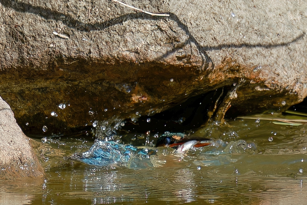 狭い所で魚とり