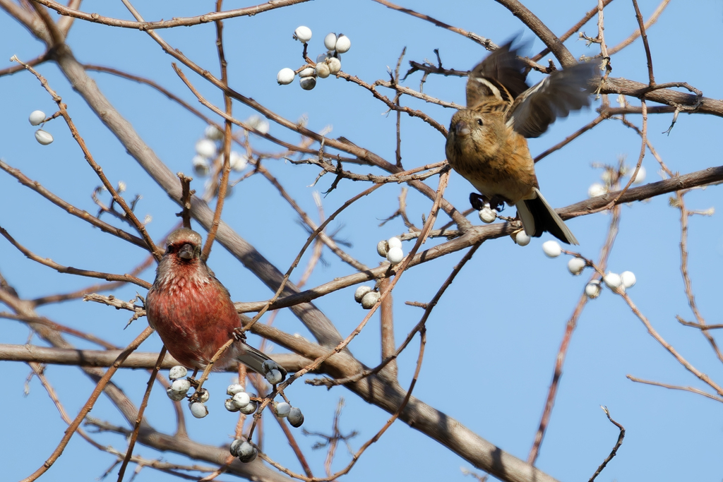 ナンキンハゼの実を食べに来たベニマシコペアー