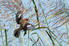 モズの飛着き