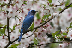 桜オオルリ