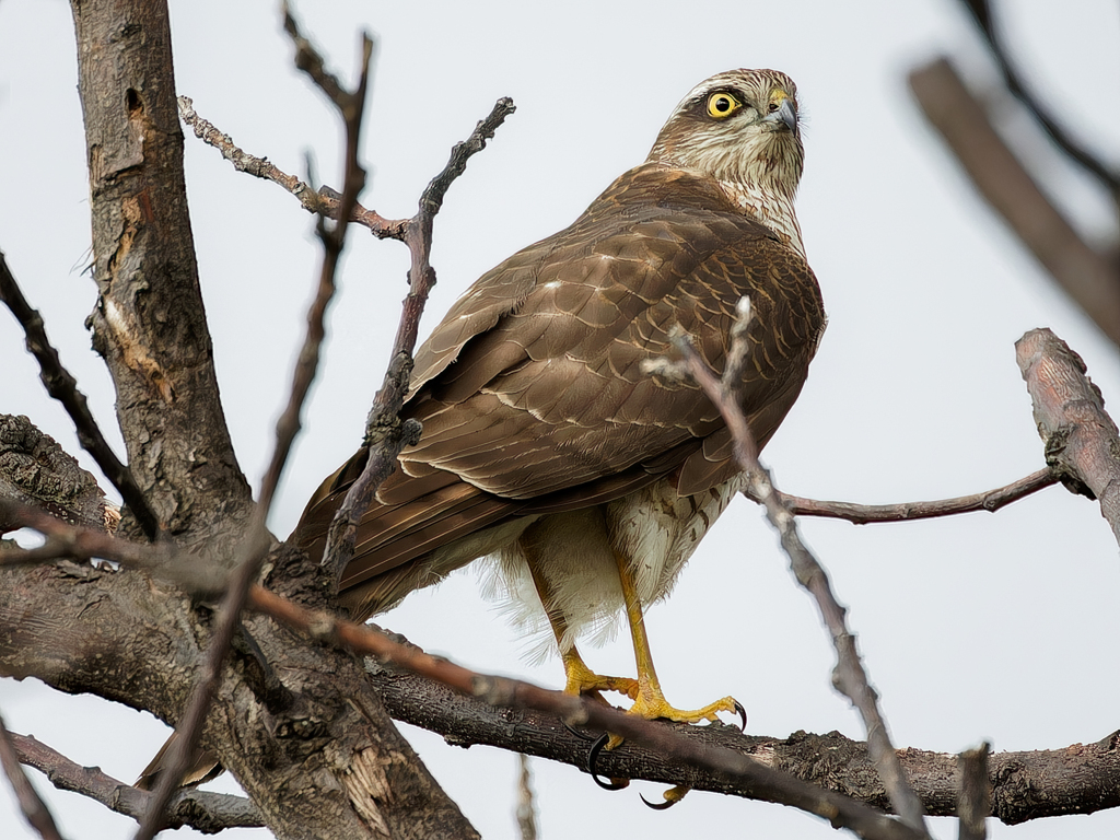 突如現れたハイタカ