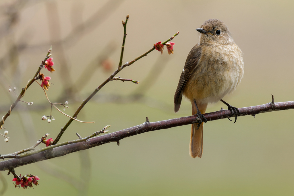 萎れた紅梅にジョウビタキ♀