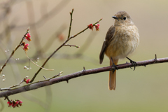 萎れた紅梅にジョウビタキ♀