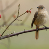 萎れた紅梅にジョウビタキ♀