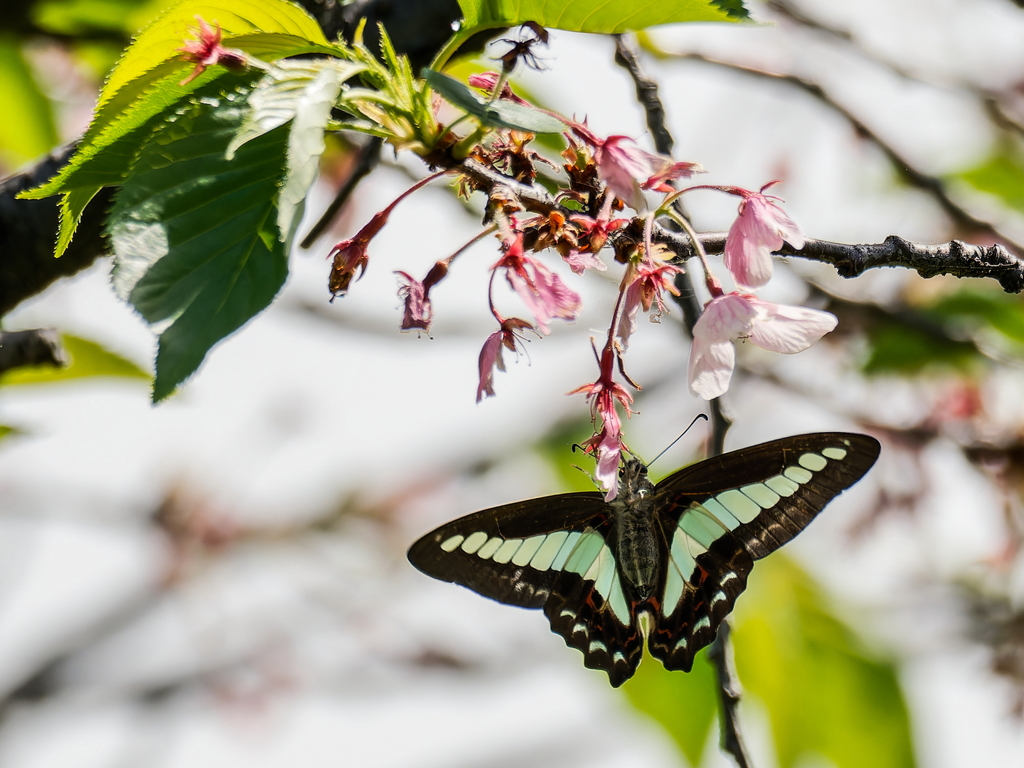 葉桜の蜜を吸いに来る青筋アゲハ