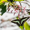 葉桜の蜜を吸いに来る青筋アゲハ
