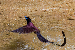 サンコウチョウの水浴び①