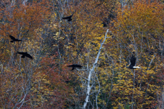 カラスの威嚇に耐える大鷲