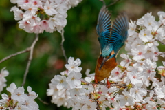 桜カワセミ⑥