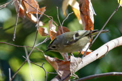 キクイタダキ①