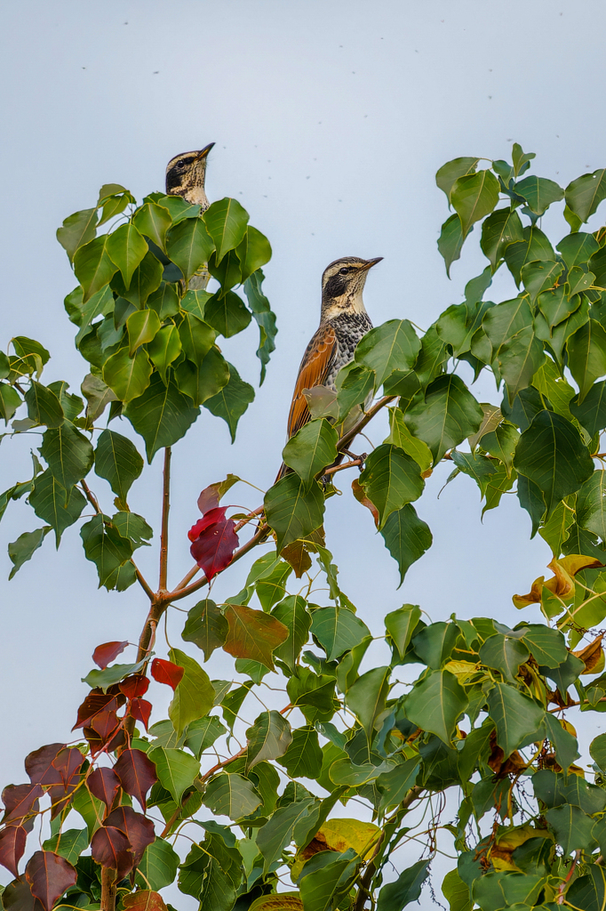 虫が一杯飛んでいる！