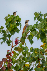 虫が一杯飛んでいる！