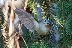 菊ちゃんの飛び着き