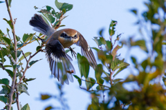 モズの飛び出し