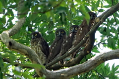 アオバズクの幼鳥達