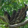 アオバズクの幼鳥達